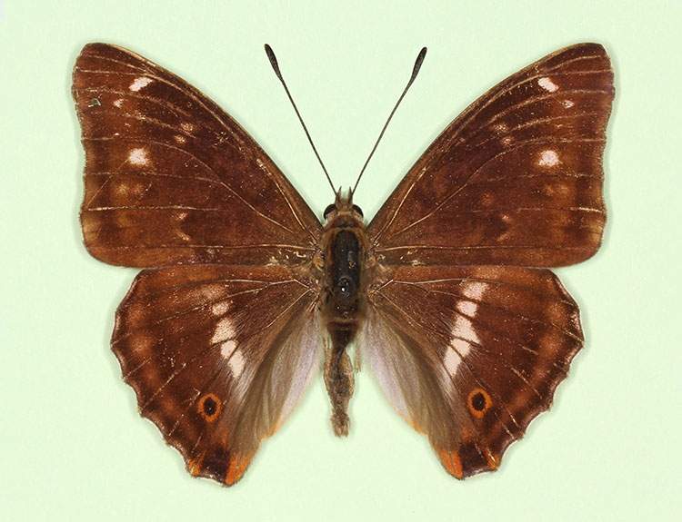 Apatura iris male (aberrant form penumbrata) (Internet Image property of respective owner, non-commercial use only)